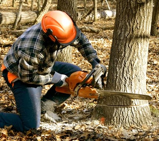 Tree Removal in Mont Vernon, NH